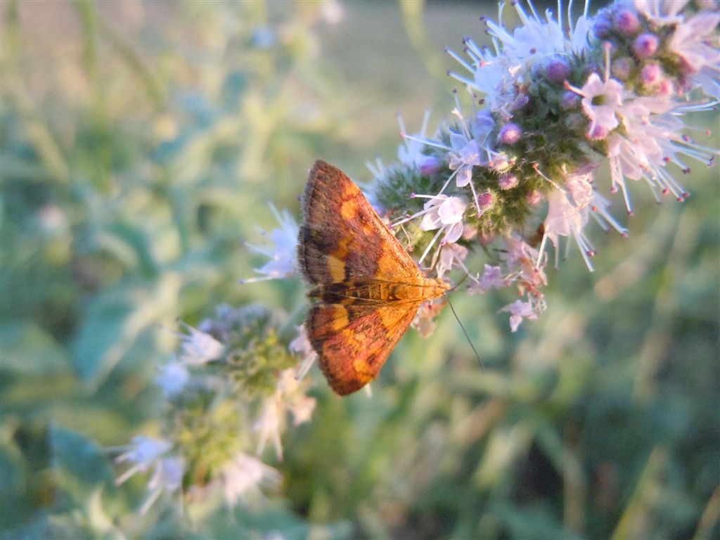 Pyrausta aurata o Pyrausta purpuralis?